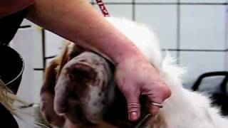 Williana Clumber Spaniel Club grooming DVD [upl. by Anolla]