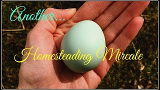 Another Homesteading Miracle [upl. by Yesdnil]