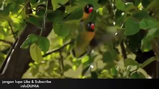 Lovebird teryata di alam liar Afrika begini karakternya Lovebird in the wild in Africa [upl. by Erehs]