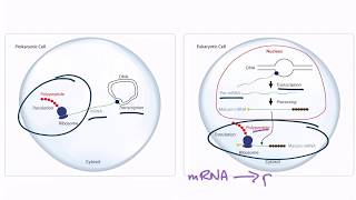 USMLE Step 1 Translation [upl. by Eurd]