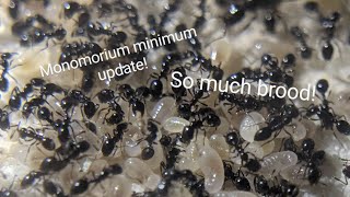 Monomorium minimum update 1 New nest tons of brood [upl. by Dadivitan]