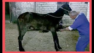 🐴 Clinical signs of acute laminitis in horse 🐴 [upl. by Ingelbert743]