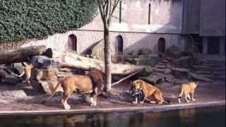 █▬█ █ ▀█▀  Lions attacks heron in zoo [upl. by Faxun]