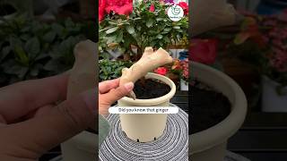 How to use ginger as natural fertilizer and pesticides shorts youtubeshorts gardening [upl. by Goldsmith]