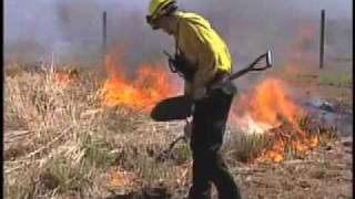 Prescribed Burning To Prevent Spread of Forest Fires [upl. by Girvin]