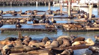 California Sea Lions  Pier 39  San Francisco California [upl. by Hannaj424]