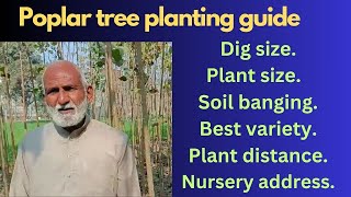 how to grow poplar tree  Poplar tree kaise lagaye complete info [upl. by Magena569]