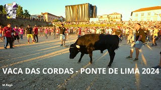 VACA DAS CORDAS 2024  PONTE DE LIMA [upl. by Aener787]