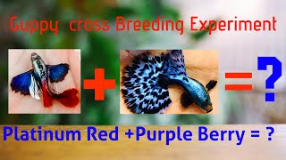 Guppy Cross Breeding Experiment [upl. by Akinit]