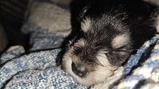 Miniature schnauzer puppies training October 21st litter The females [upl. by Sirron]