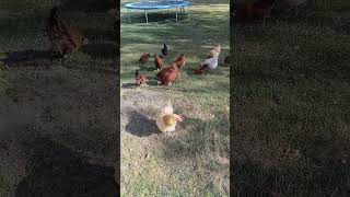 🥚 Farm Chores Feeding the Flock amp Collecting Eggs 🐓🍂 [upl. by Zina]