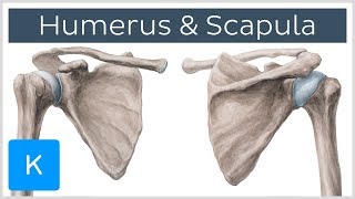 Humerus and Scapula Anatomy Definition Ligaments amp Bones  Kenhub [upl. by Zucker]