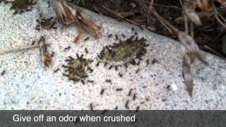 Odorous House Ants [upl. by Fulvi906]