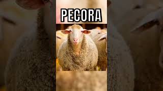 ANIMALI CHE DI NOTTE FANNO PAURA 🐑😨 youtube cortometraggi animali [upl. by Anasxor26]