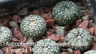 Monthly Update on Ariocarpus Lophophora and Astrophytum Mixed Ages [upl. by Arehahs]