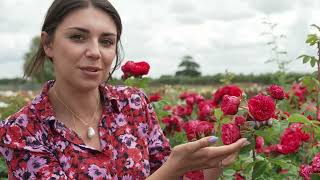 5 easy tips to grow roses and propagate from cuttings with Harkness Roses  The RHS [upl. by Nirraj971]