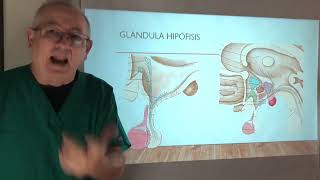 Anatomofisiologia de la Hipófisis Hormonas controladoras ACTH GH ADH Oxitocina ETC [upl. by Nrol]