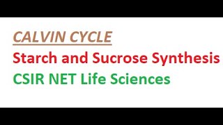 Calvin Cycle Starch amp Sucrose Synthesis CSIR NET Life Sciences [upl. by Navlys53]