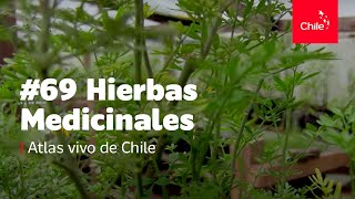 69 Hierbas medicinales  Atlas Vivo de Chile [upl. by Atterys]