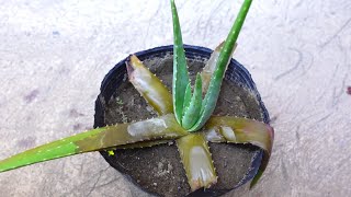 Easy Way To Save A Rotting Aloe vera Plant [upl. by Nabala408]