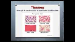 LECTURE Introduction to Epithelial amp Connective Tissues [upl. by Farica]