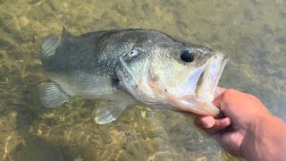 BIG BASS in ULTRACLEAR PRIVATE PONDS PB BROKEN [upl. by Rehpotsirc859]