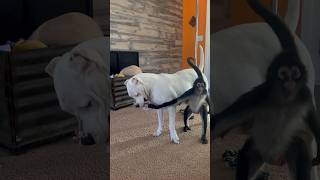 Spider monkey vs Dogo Argentino tug of war 🍩 dog monkey animals family play funny [upl. by Olnee]