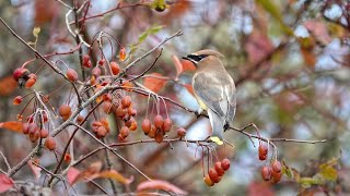 Cedar Waxwings In The Pacific Crab Apple Tree Nanaimo BC October 29 2024 [upl. by Lyn720]