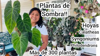 PLANTAS DE SOMBRA GIGANTES Begonias philodendros Hoyas syngoniums y más [upl. by Dnalyram]