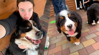 Bernese Mountain Dogs 🐶 The Giant amp Fluffiest Mountain Dog [upl. by Isaak]