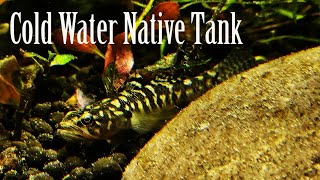 Feeding Time  500L Coldwater Aussie Native Aquarium [upl. by Kerk]