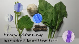 Maceration Technique to Study the Elements of Xylem amp Phloem Part1 [upl. by Nellac]