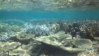 Southern Mauritius Reef [upl. by Heath269]