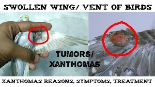 Reasons amp Treatment Swollen Wing of Budgie Cockatiel  Tumours Xanthomas In Budgies amp Cockatiels [upl. by Louis]