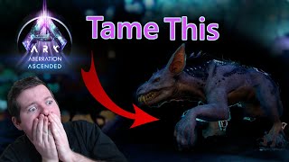 Ark How to tame Ravagers  The Dog of Ark Survival Ascended  Quickly and Easily With The Best Trap [upl. by Eetse770]