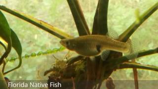 Bluefin Killifish amp Gambusia spotted variety [upl. by Adnulahs]