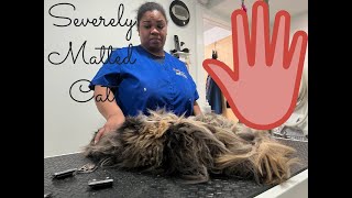 An EXTREMELY matted cat groom [upl. by Avir]