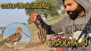 Water birds Hunting with Airgun  Hunting in Pakistan hunting [upl. by Kinnie]