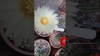 Strawberry Fields and Coryphantha cactusflower [upl. by Lowe]