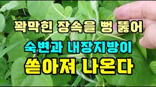 다이어트 변비 빠르게 탈출무릎관절허리통증관절건강에 좋으며간경화복수에 좋은 약초 [upl. by Enelak]