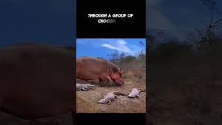 Brave Hippo Walks Through Crocodiles  Natures Unexpected Moments shorts wildlife [upl. by Michail]