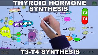 Thyroid Hormone Synthesis  T3  T4 [upl. by Connett]