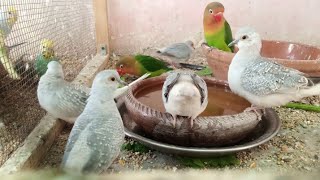 How To Use Lysovit Syrup For Birds  Vitamin B  Vitamin C [upl. by Unam201]