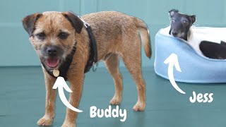 Babysitting Buddy the border terrier  VLOG [upl. by Yznel]