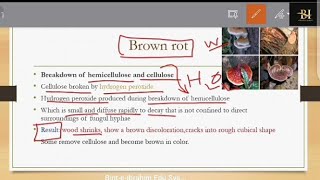 Brown rot White rot and soft rot types of rot hindi  Urdu [upl. by Yevrah]