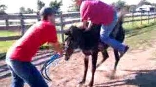 Bucked off horse Attempt to ride break muledonkey [upl. by Seessel806]