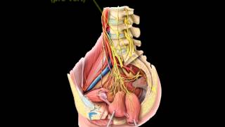 Parasympathetics GI [upl. by Enaerb]