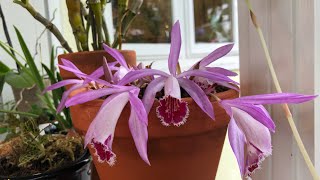 Pleione Wharfedale ‘Pine Warbler’ winter blooming Pleione orchid care [upl. by Stevy]