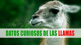 Llama Guanaco Vicuña Alpaca  Datos curiosos de animales [upl. by Winton837]