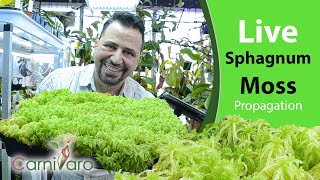 Live Sphagnum Moss the ultimate propagation and care guide by Carnivaro [upl. by Lawson]